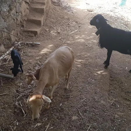 Finca Rural Torres Casas 1 Y 4 Holiday home Vega de San Mateo