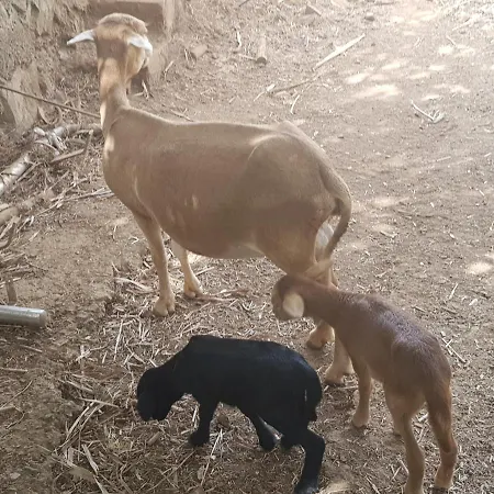 Finca Rural Torres Casas 1 Y 4 *